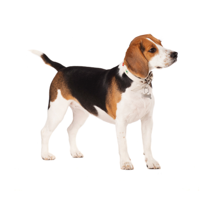 beagle puppy for sale in pune