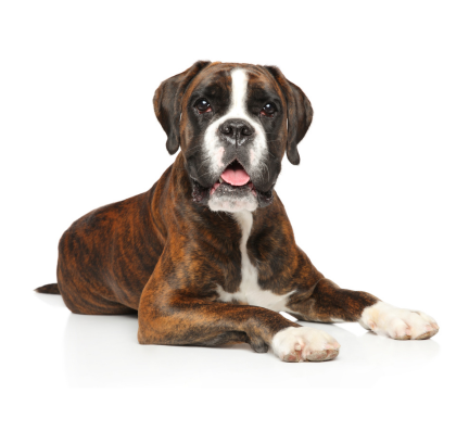 Boxer puppy for sale in pune