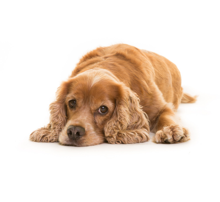 Cocker Spaniel puppy for sale in pune