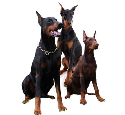 doberman puppy for sale in pune