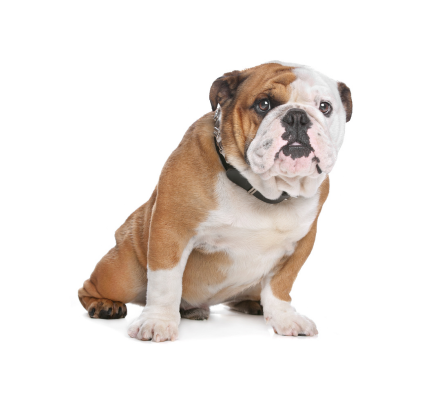 English Bulldog puppy for sale in pune