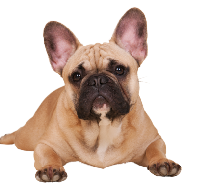 English Bulldog puppy for sale in pune