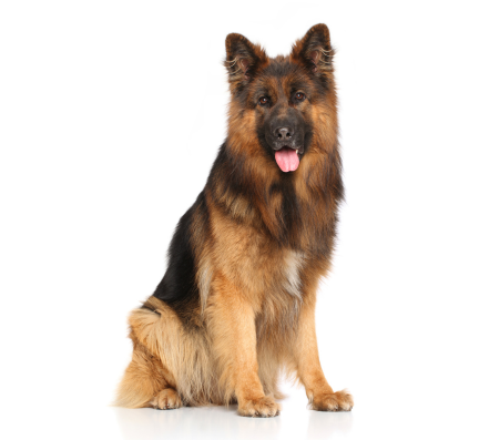 german shepherd puppy for sale in pune