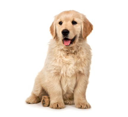 golden retriever puppy for sale in pune