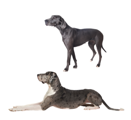 Great Dane puppy for sale in pune