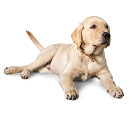 labrador retriever puppy for sale in pune