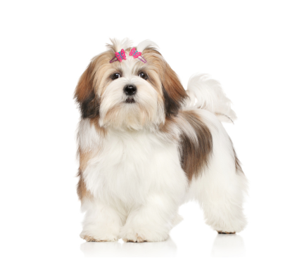 Lhasa-Apso puppy for sale in pune