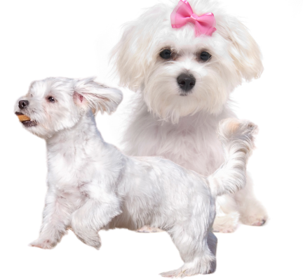 Maltese puppy for sale in pune
