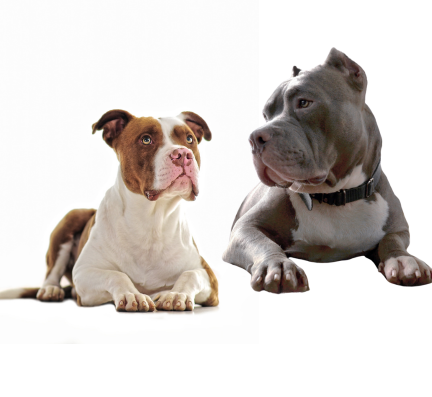 Pitbull puppy for sale in pune