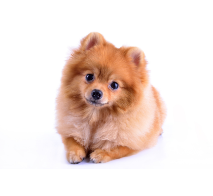 pomeranian puppy for sale in pune