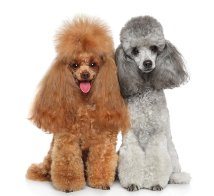 Poodle puppy for sale in pune