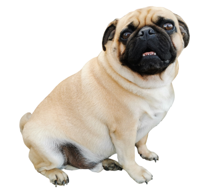 Pug puppy for sale in pune