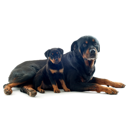 rottweiler puppy for sale in pune