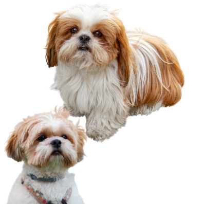 Shih Tzu puppy for sale in pune