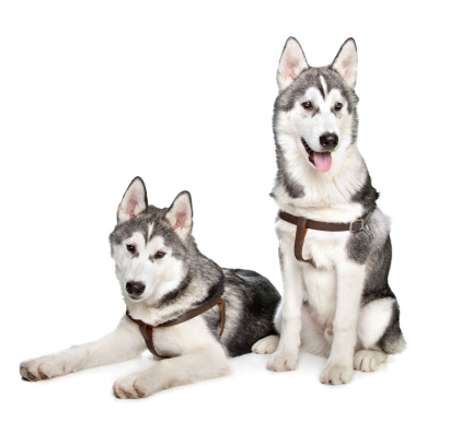 siberian husky puppy for sale in pune