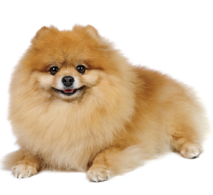Toy-Pomeranian for sale in pune